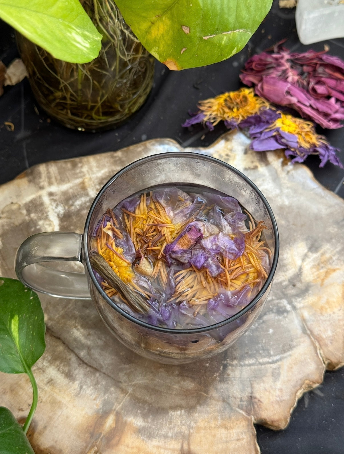 PRE ORDER Blue Lotus Stems