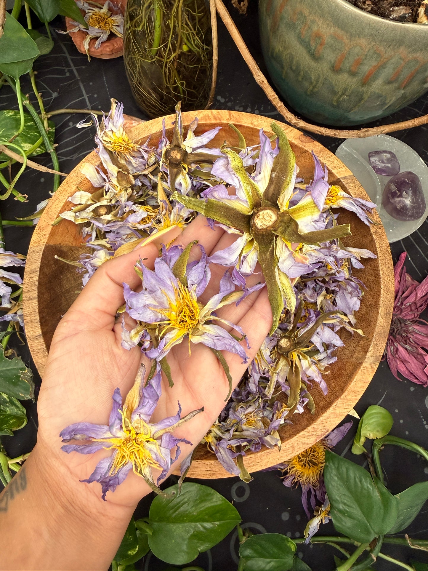 The Egyptian Lotus Flowers ( Nymphaea caerulea )