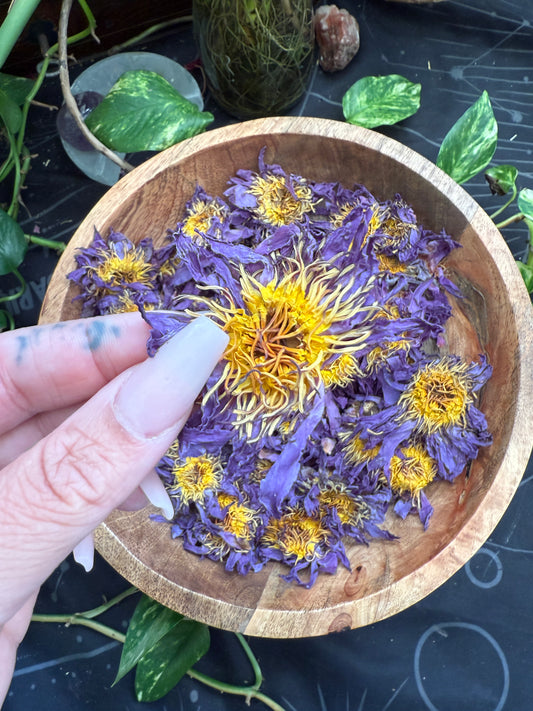 PRE ORDER Blue Lotus Flower (Nymphaea caerulea)