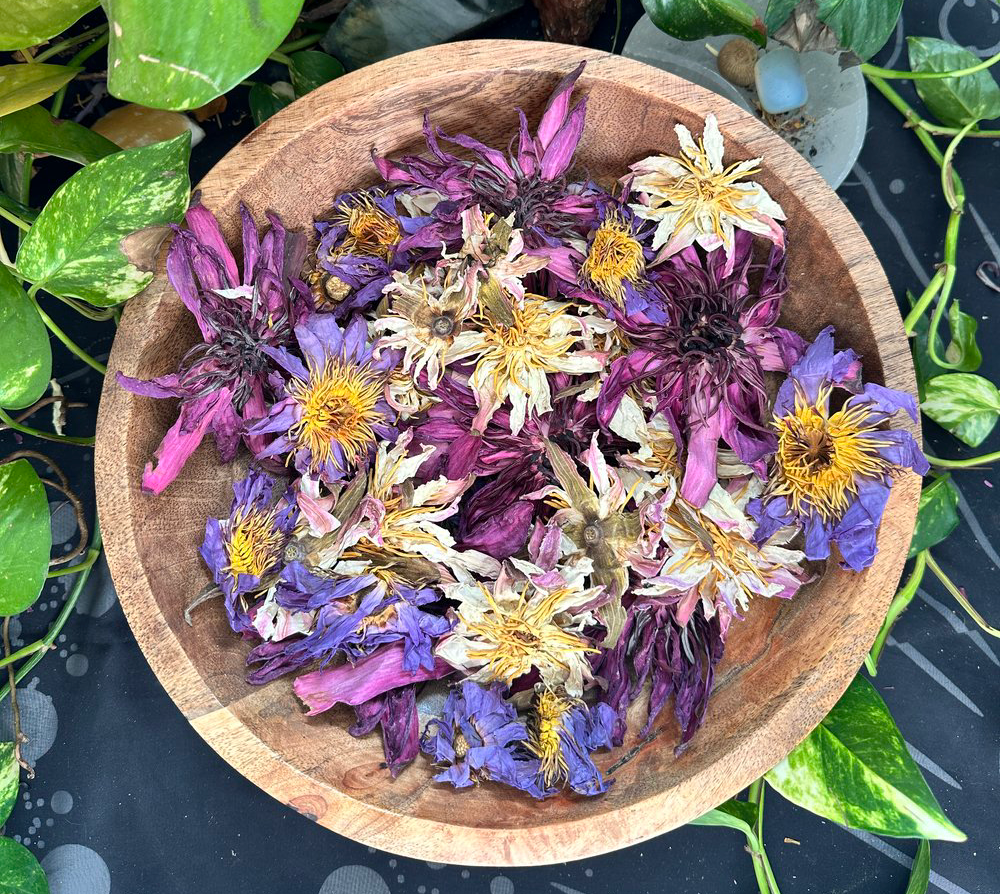 PRE ORDER Mixed Lotus Flowers