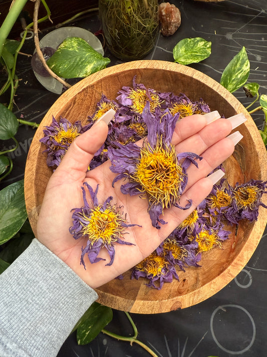 PRE ORDER Blue Lotus Flower (Nymphaea caerulea)