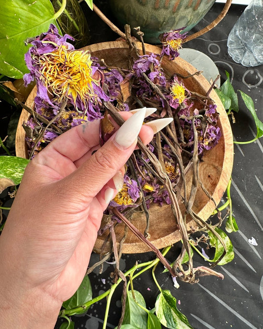 PRE ORDER Blue Lotus Stems