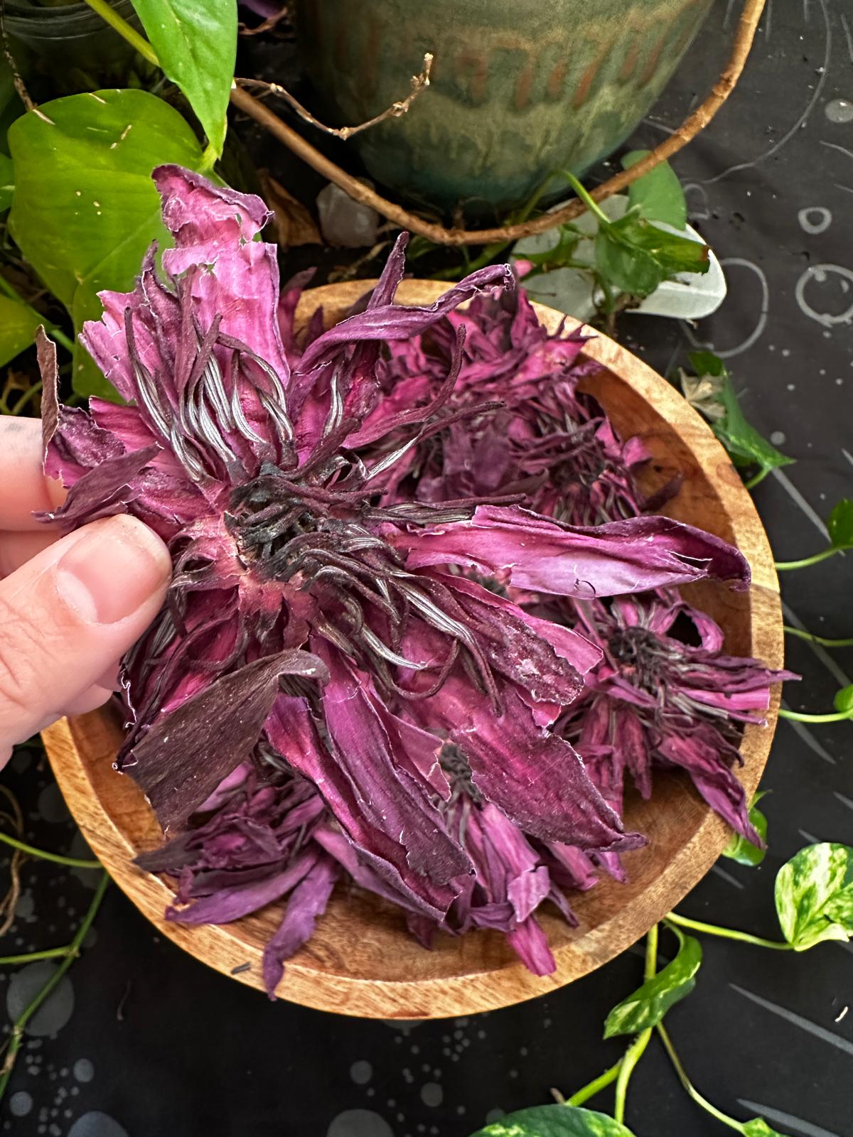 PRE ORDER Red Lotus Flower (Nymphaea rubra)