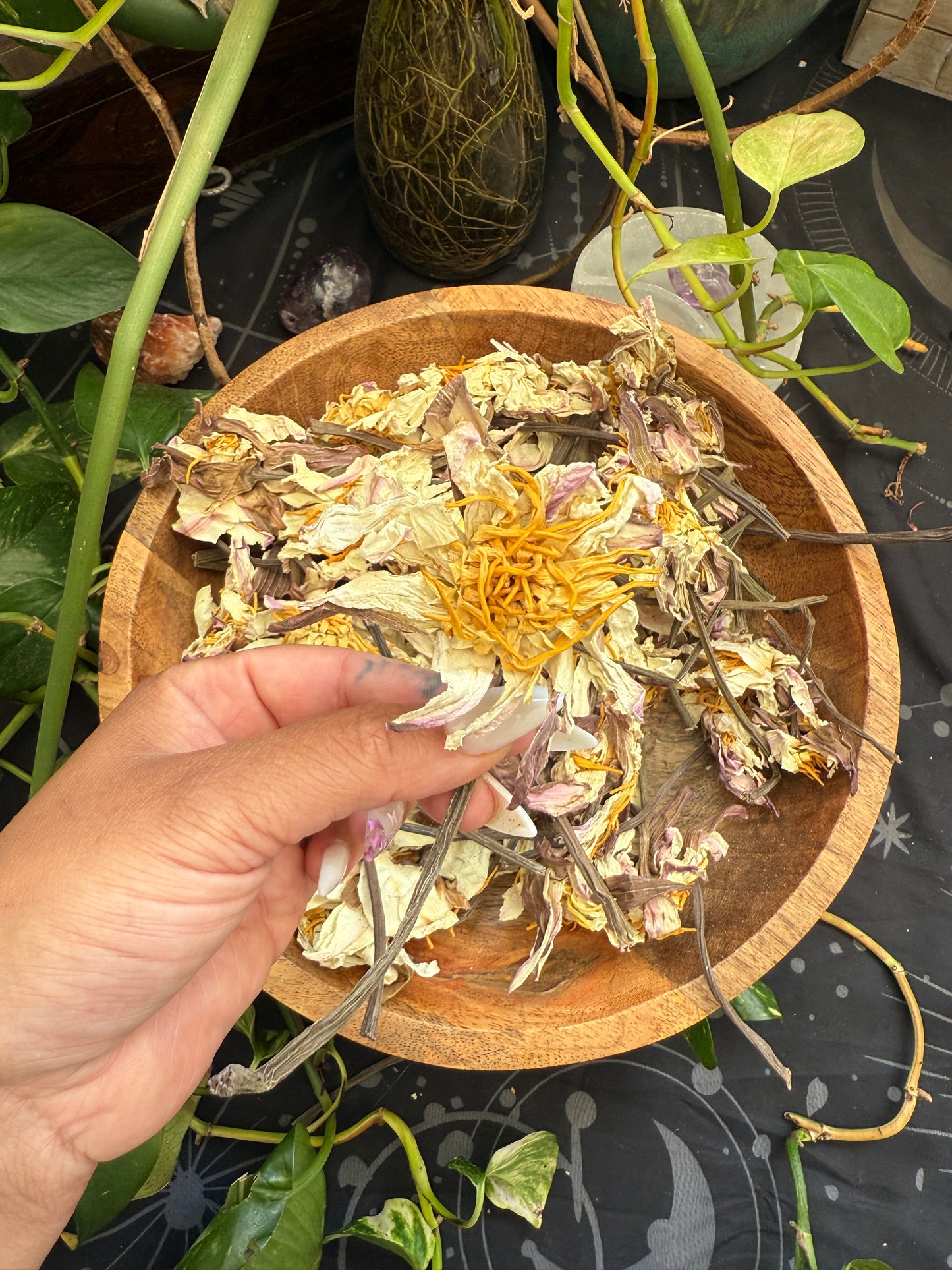 White Lotus Stems