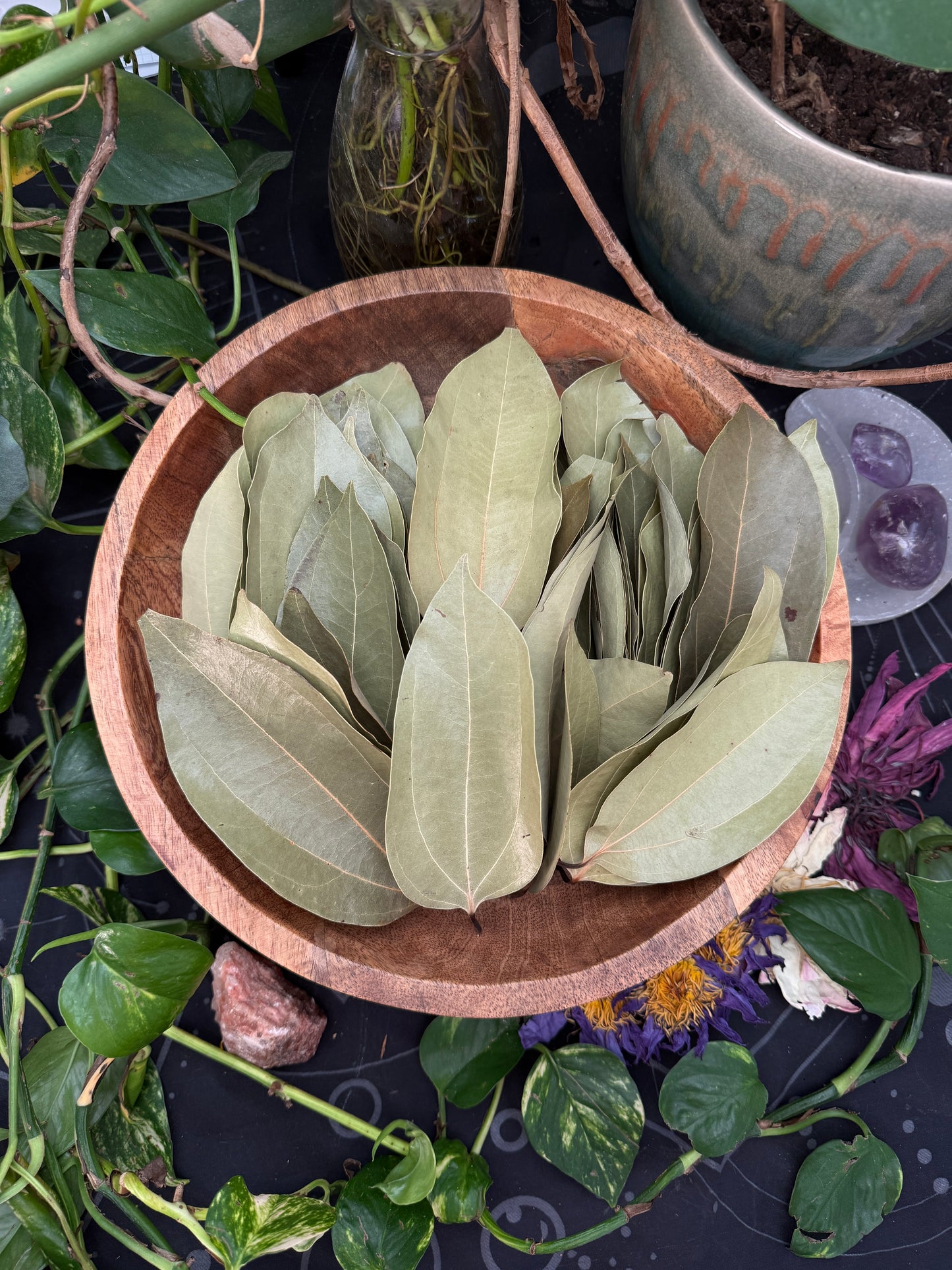 Cinnamon Leaf & (Lotus Mix Bliss)