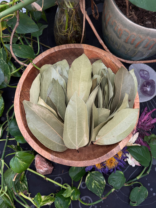 Cinnamon Leaf & (Lotus Mix Bliss)