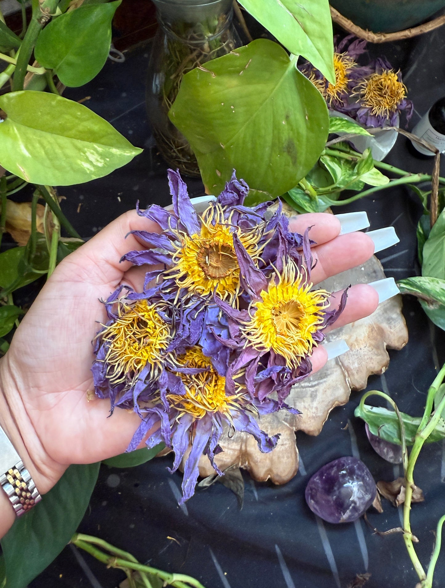 PRE ORDER Blue Lotus Flower (Nymphaea caerulea)