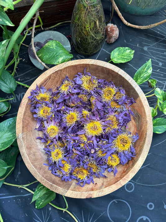 PRE ORDER Blue Lotus Flower (Nymphaea caerulea)