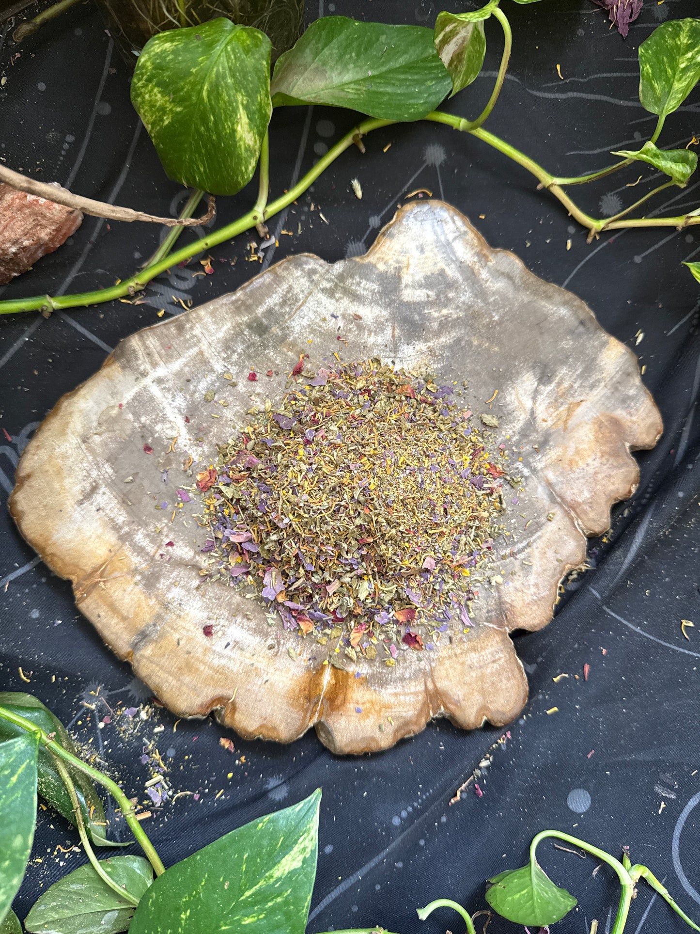 Lucid & Vivid Dreams