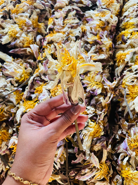 PRE ORDER White Lotus Stems