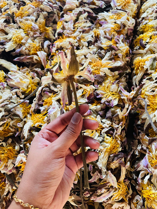 PRE ORDER White Lotus Stems