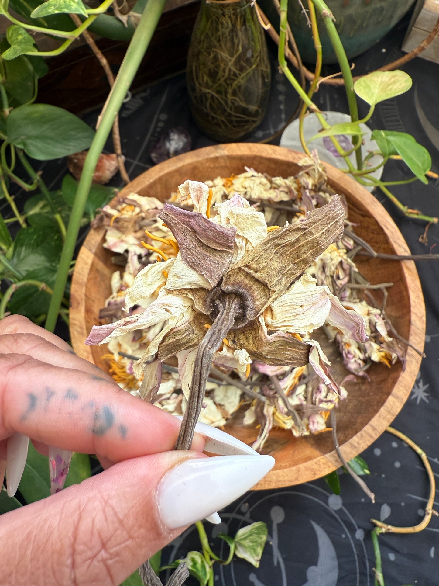 White Lotus Stems