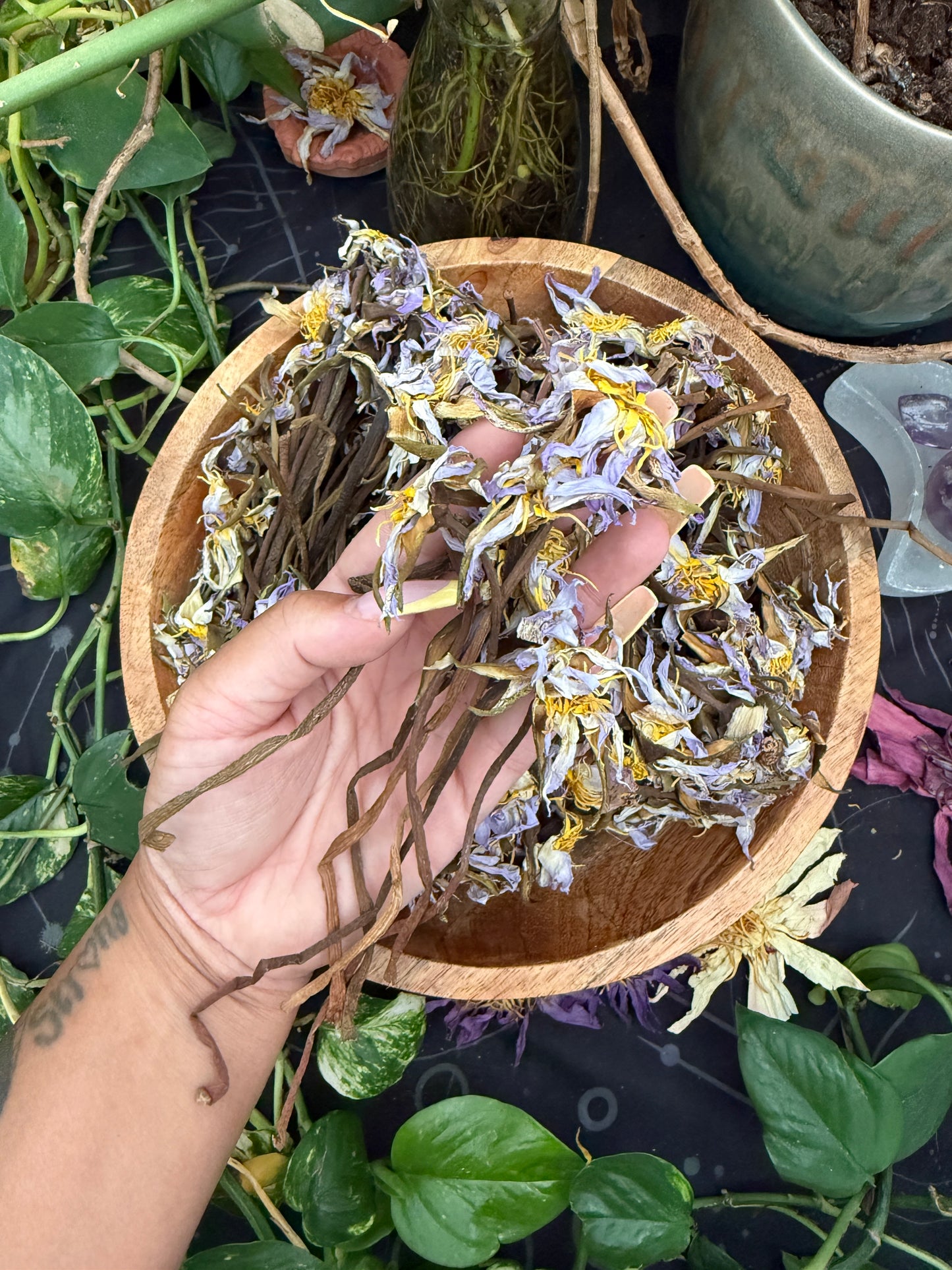 The Egyptian Lotus Stems( Nymphaea caerulea )