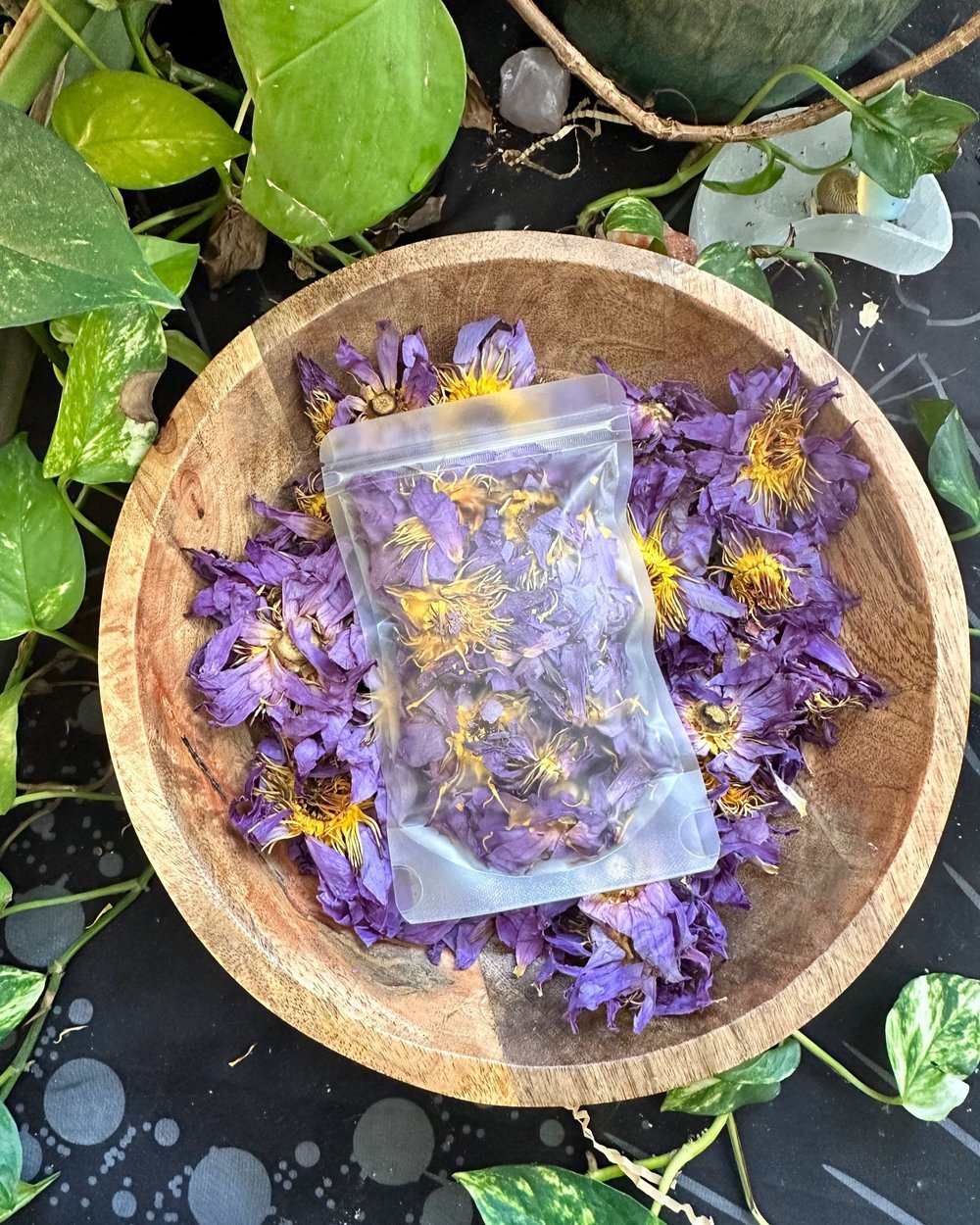 PRE ORDER Blue Lotus Flower (Nymphaea caerulea)