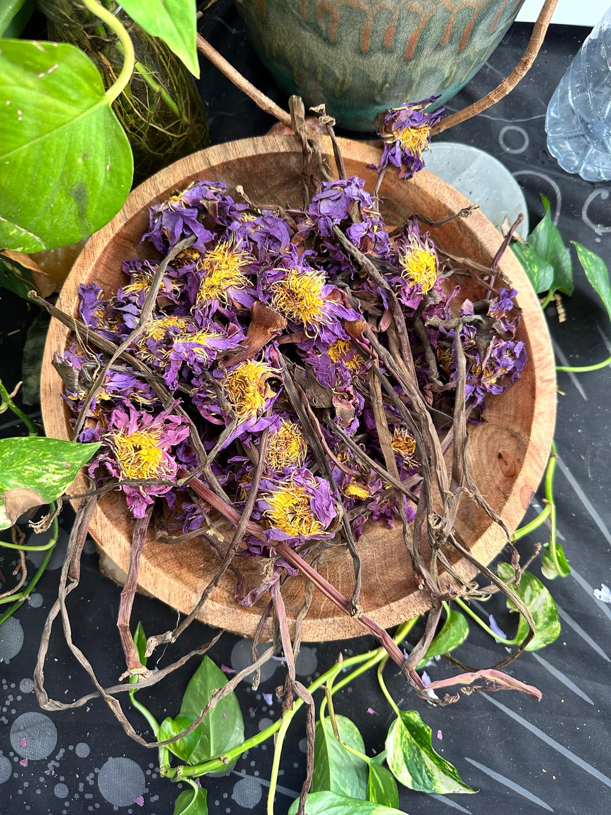 PRE ORDER Blue Lotus Stems