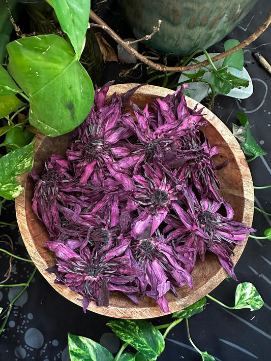 PRE ORDER Red Lotus Flower (Nymphaea rubra)