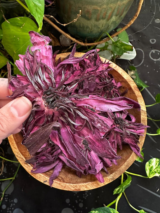 PRE ORDER Red Lotus Flower (Nymphaea rubra)