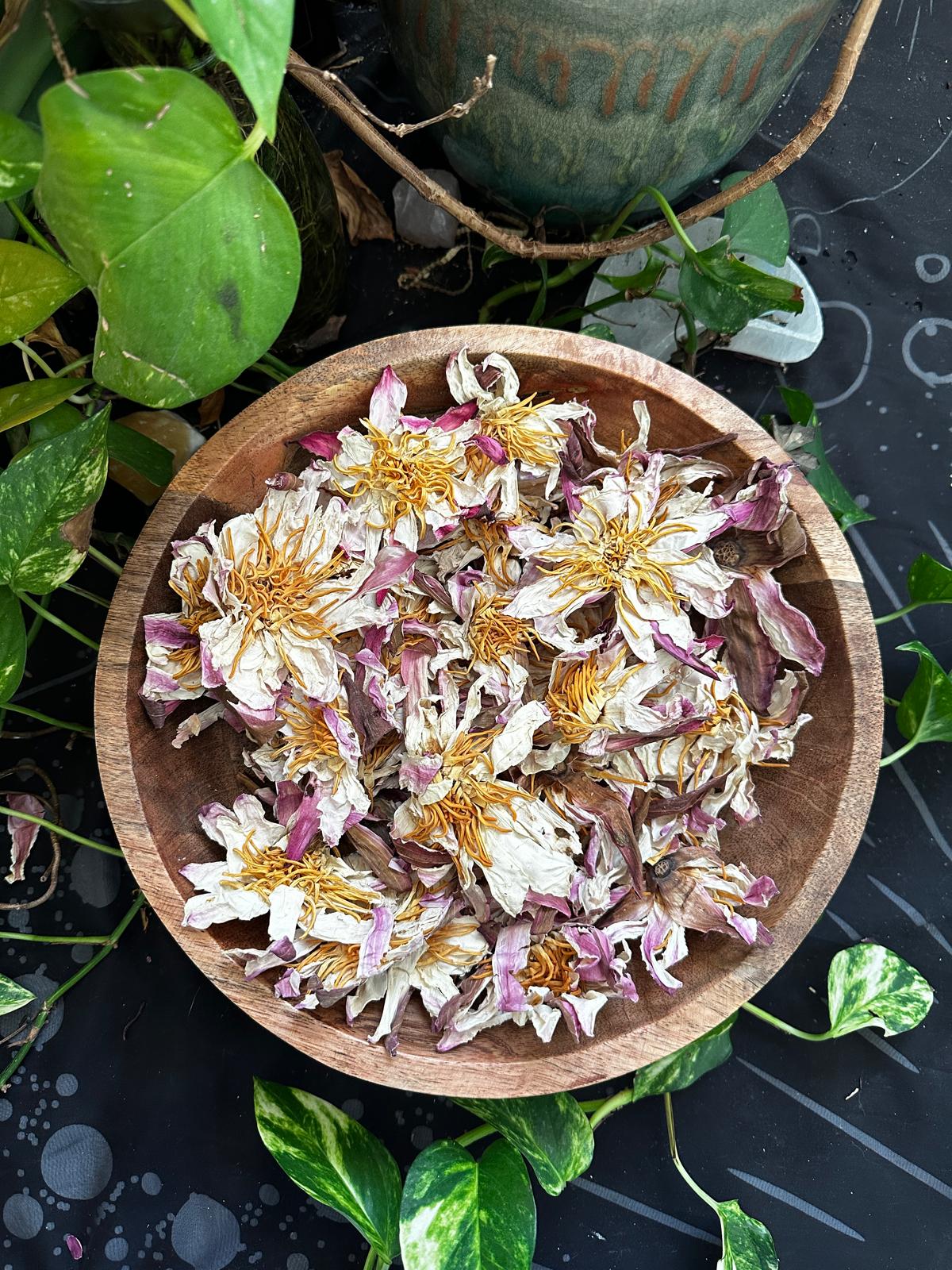 PRE ORDER White Lotus Flower (Nymphaea lotus)