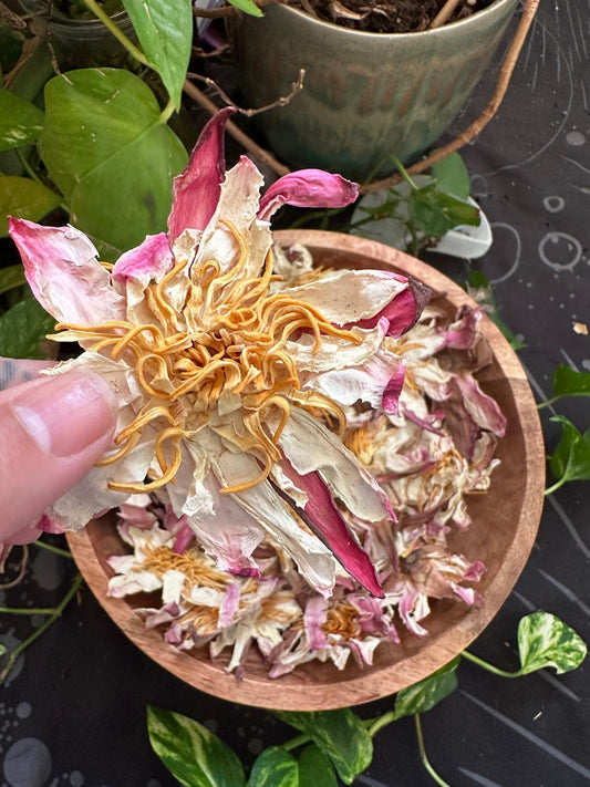 PRE ORDER White Lotus Flower (Nymphaea lotus)